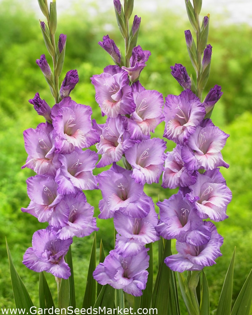 グラジオラス フレヴォノーティカ 5個 Garden Seeds Market 送料無料