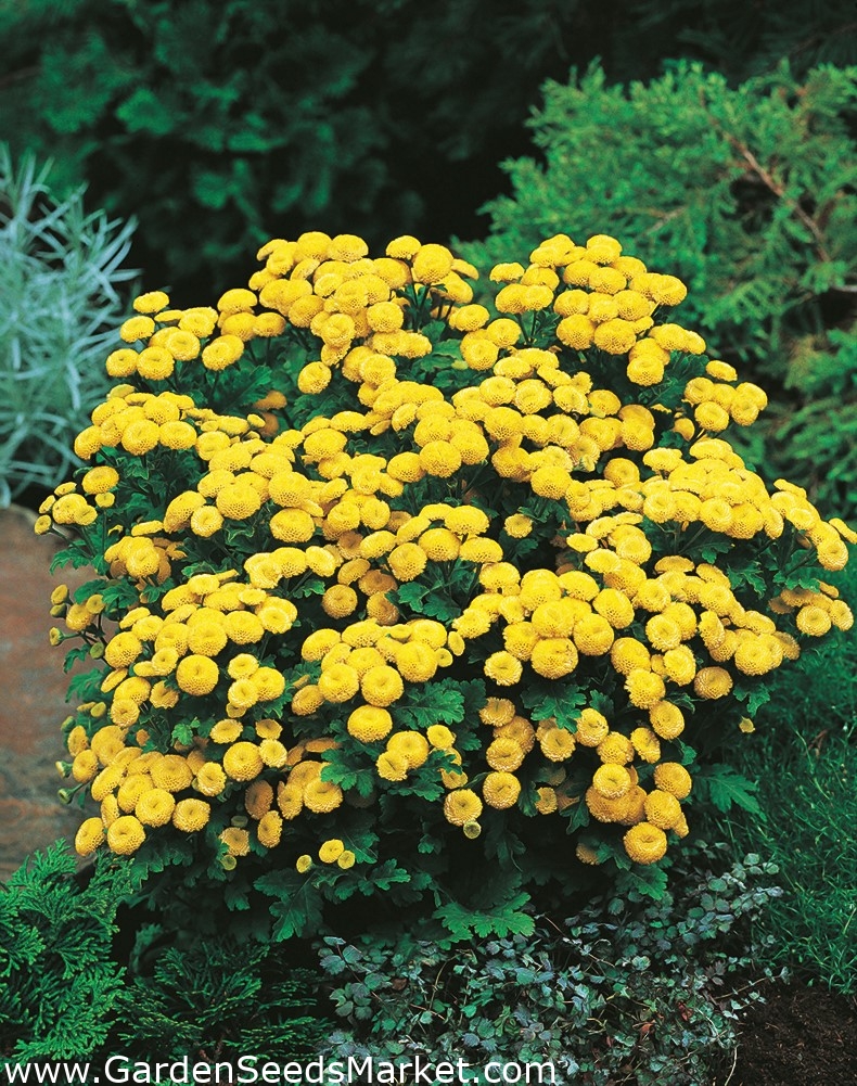 Feverfew Golden Ball seeds Chrysanthemum parthenium fl.pl. Goldball