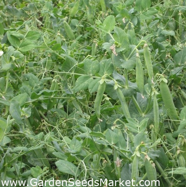 Erte "Milwa" - 1 kg; fôrsort - – Garden Seeds Market | Gratis frakt