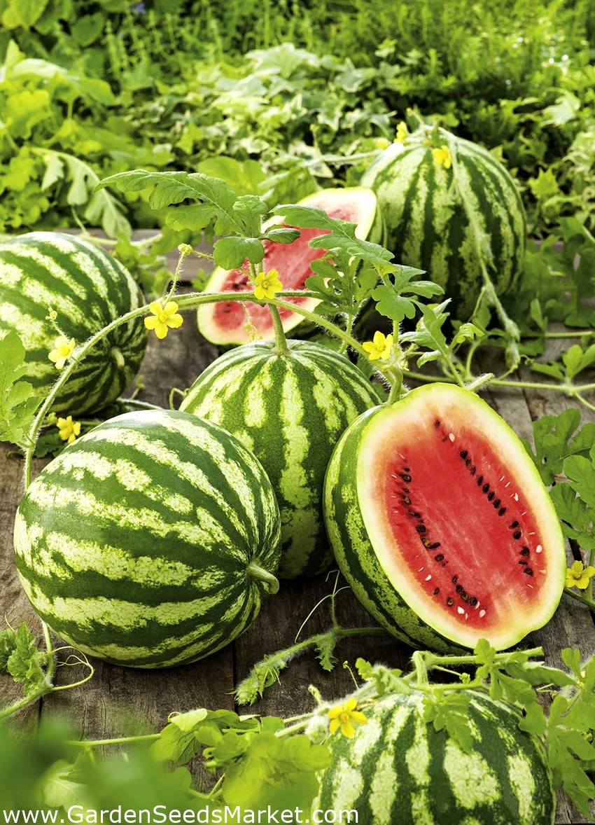 Vandmelon - Crimson Sweet 12 Citrullus lanatus – Garden Seeds | Gratis fragt