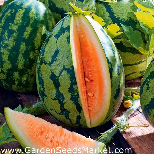 Καρπούζι "Orangeglo" - πορτοκαλί ποικιλία - Citrullus lanatus - σπόροι –  Garden Seeds Market | Δωρεάν αποστολή