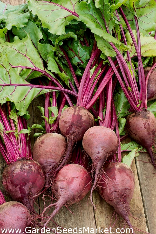赤いビートルート ムーランルージュ モノゲルの品種 Beta Vulgaris シーズ Garden Seeds Market 送料無料 赤いビートルート ムーランルージュ モノゲルの品種 Beta Vulgaris シーズ Garden Seeds Market 送料無料