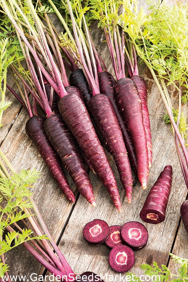 بذور الجزر الأرجواني العميق Daucus Carota Var Sativus 425 بذور Daucus Carota Ssp Sativus ابذرة Garden Seeds Market الشحن مجانا