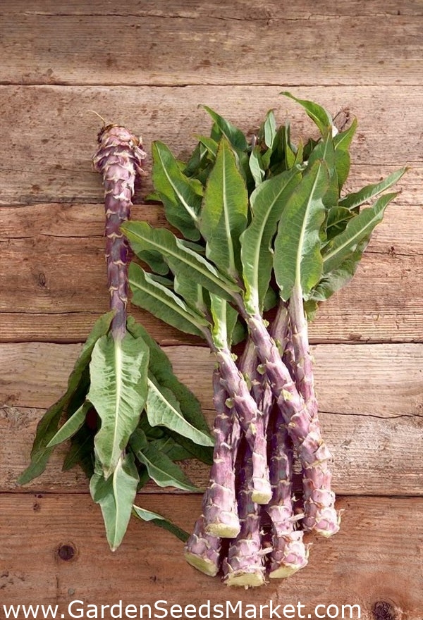 Celtuce "Purpurat"; stem lettuce, asparagus lettuce, cellery lettuce