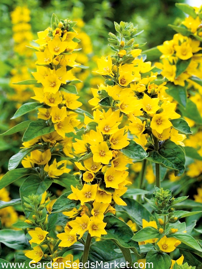 Dotted loosestrife, Large yellow loosestrife, Spotted loosestrife 900