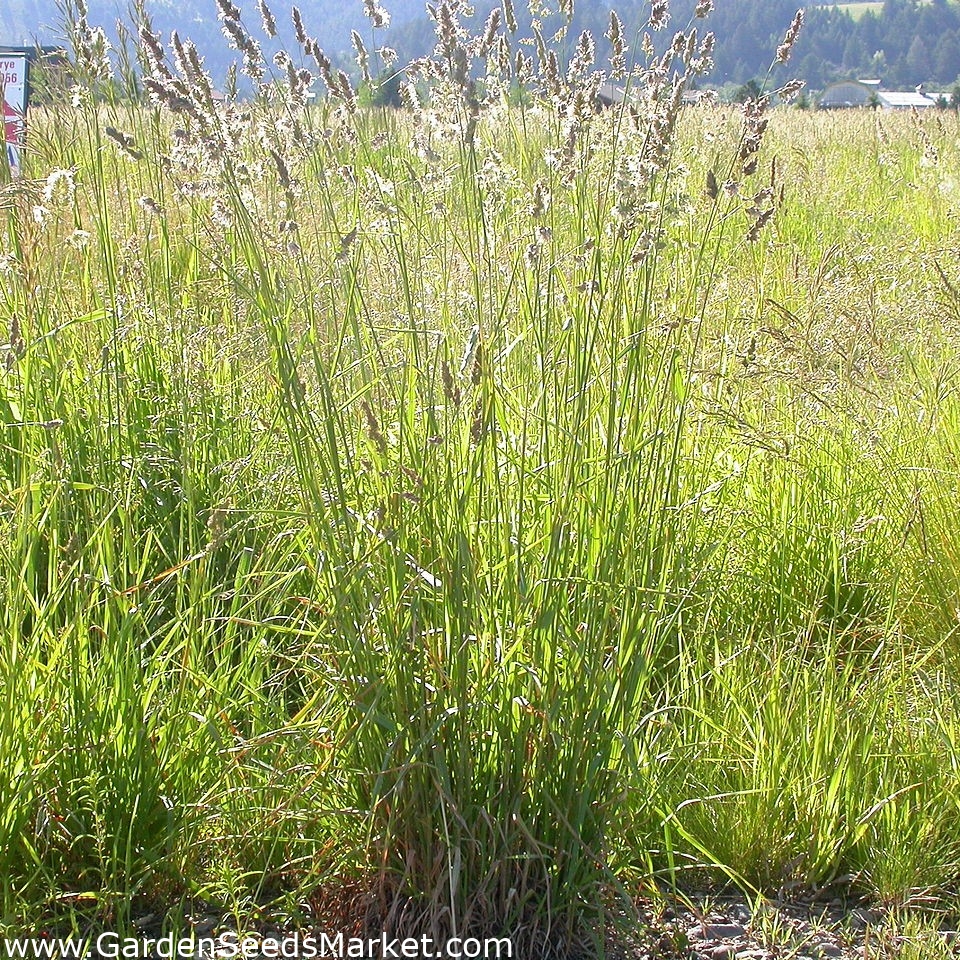 Petelina, sadovnjaška trava "Donata" - obložena semena - 5 kg - – Garden  Seeds Market | Brezplačna dostava
