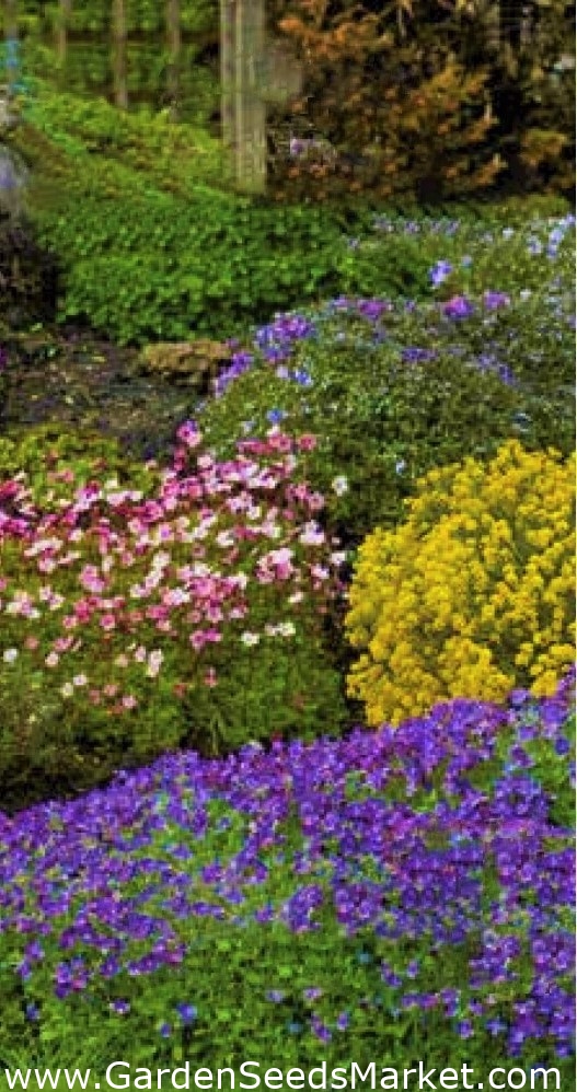 Cemetery annual and perennial plant selection Garden Seeds Market