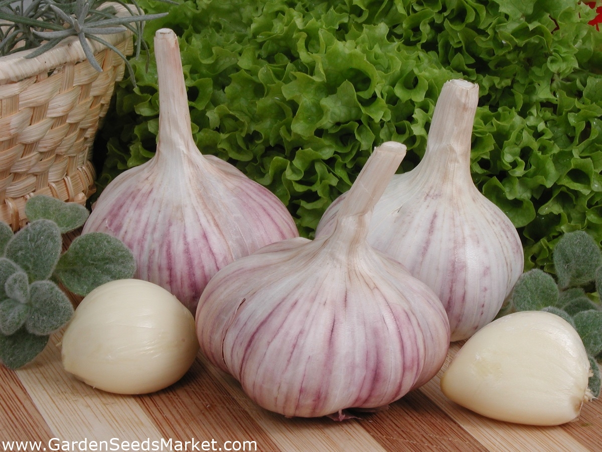Winter garlic Arkus 80 bulb (4 5 kg) Garden Seeds Market Free