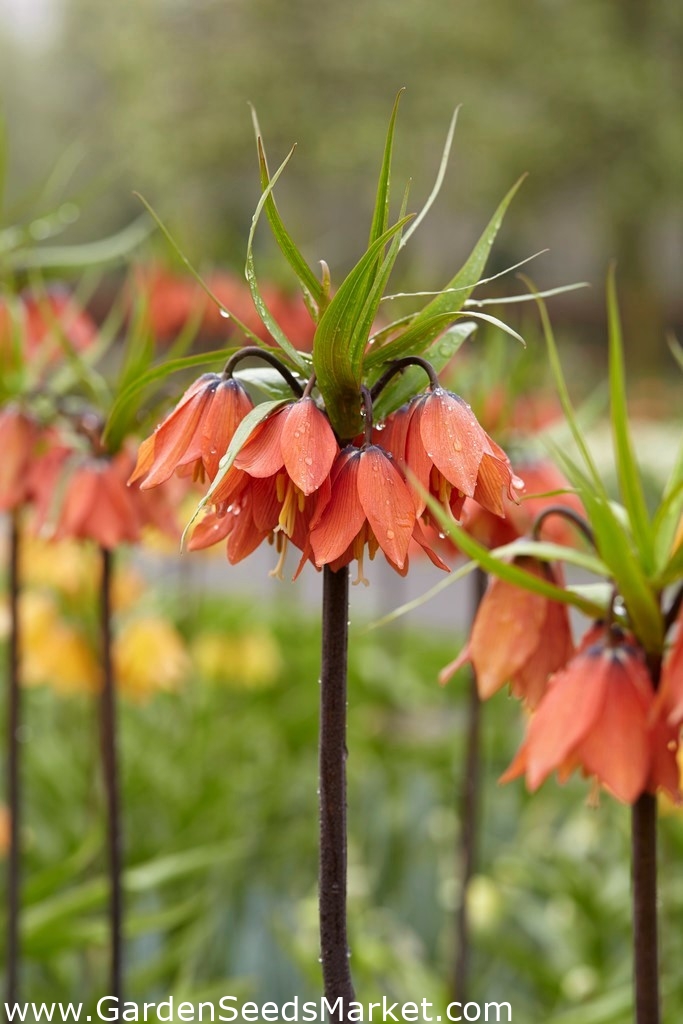 クラウンインペリアル ベートーベン ヨウラクユリ カイザーの王冠 Garden Seeds Market 送料無料