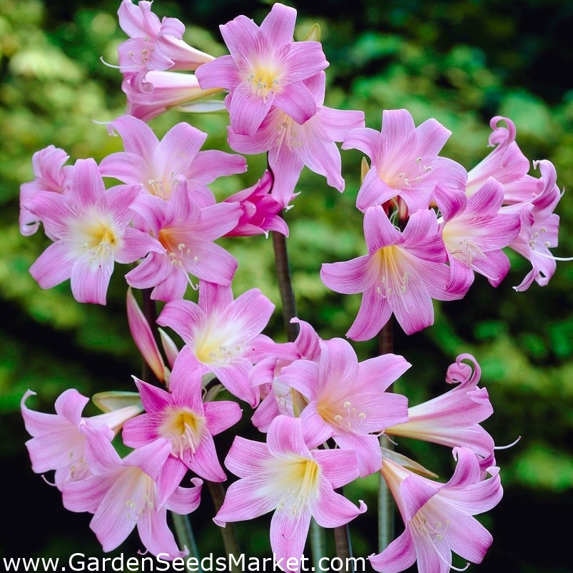 Amaryllis belladonna, Jersey lily - pacote grande! - 10 PCS; lírio-beladona,  lírio-dama nua, lírio-de-março - – Garden Seeds Market | Frete grátis