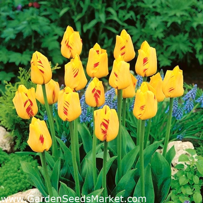 Лале Олимпийски огън - голям пакет! - 50 бр - – Garden Seeds Market ...