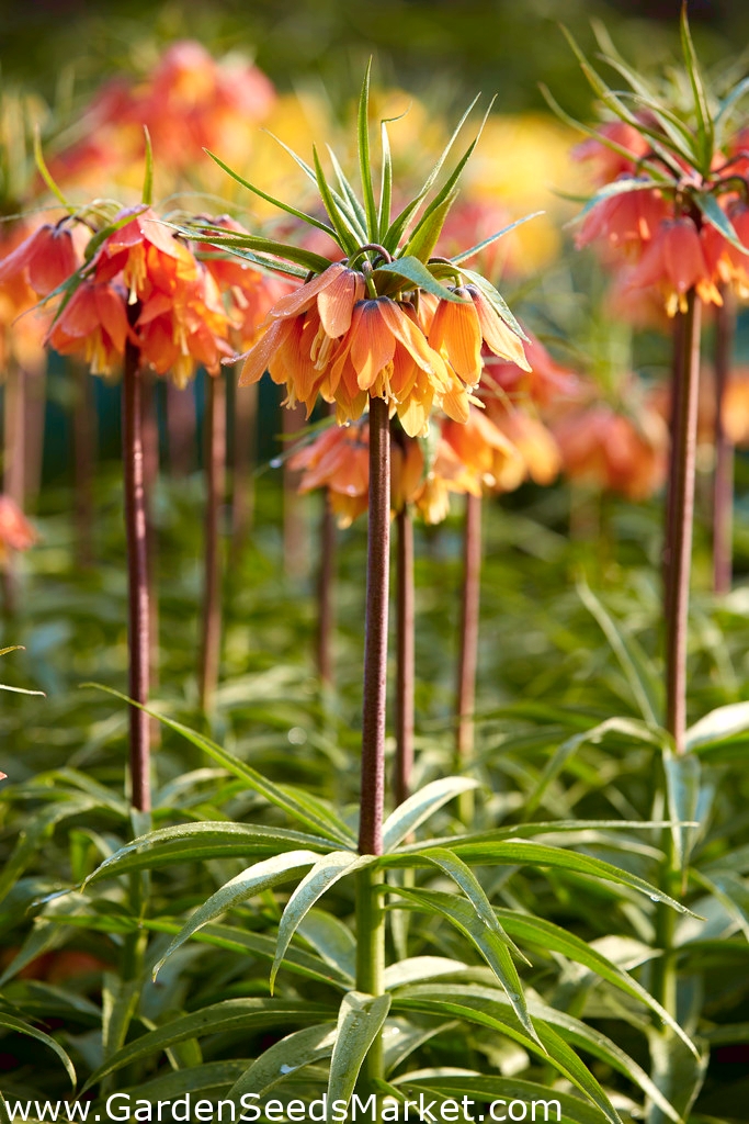 クラウンインペリアル バッハ ヨウラクユリ カイザーの王冠 Garden Seeds Market 送料無料