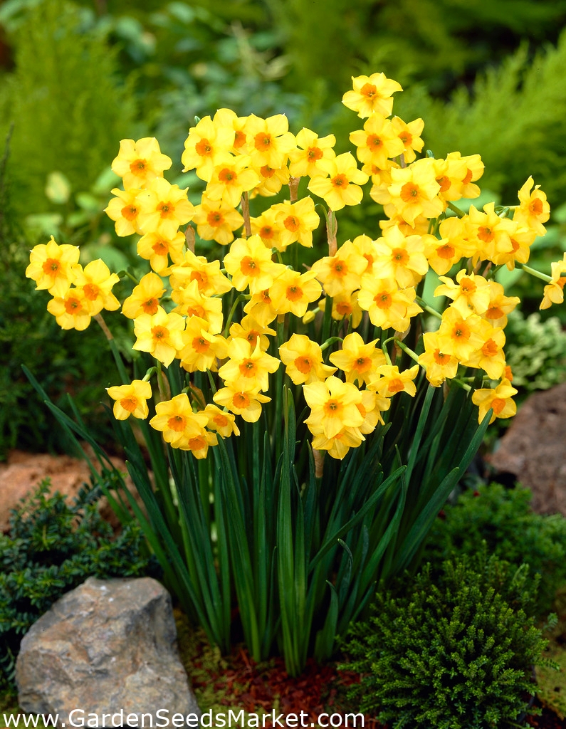 Jonquille, narcisse Martinette - grand paquet! - 50 pièces - – Garden Seeds  Market | Livraison gratuite