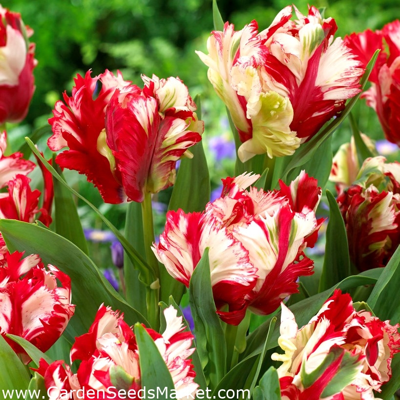 Tulipa Estella Rijnveld - 14x Bulbes de Tulipes - Bulbes de Fleurs  Résistantes - FloraStore