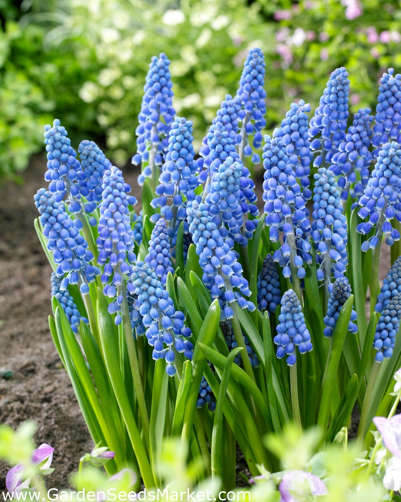 グレープヒヤシンスビッグスマイル ラージパッケージ 100個 Garden Seeds Market 送料無料 グレープヒヤシンスビッグスマイル ラージパッケージ 100個 Garden Seeds Market 送料無料