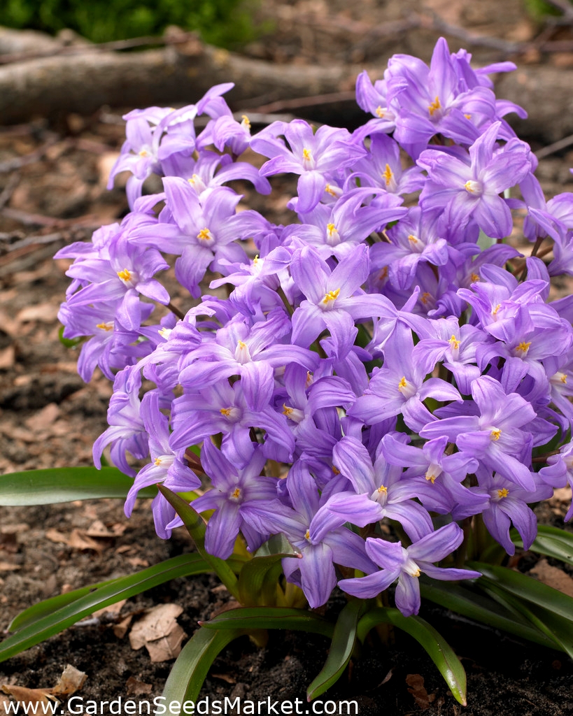 ボシエの雪の栄光 紫色の花 Chionodoxa Violet Beauty 大きなパッケージ 100個 ルシールの雪の栄光 Garden Seeds Market 送料無料