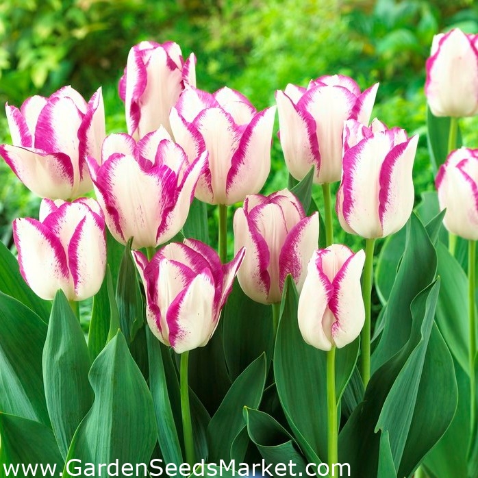 チューリップアフェア 大きなパッケージ 50個 Garden Seeds Market 送料無料 チューリップアフェア 大きなパッケージ 50個 Garden Seeds Market 送料無料