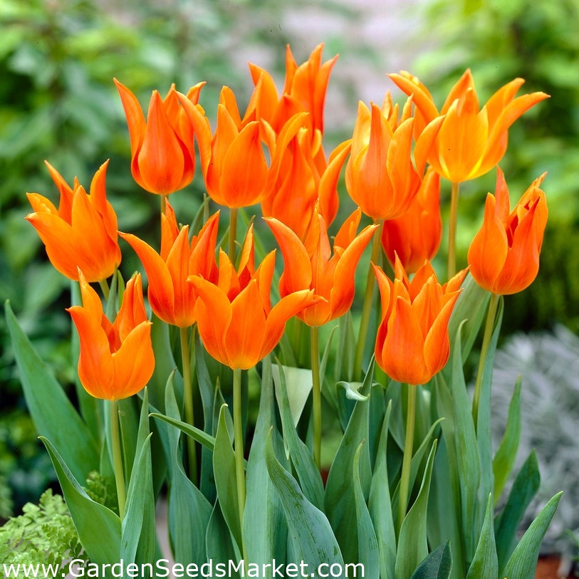 Tulipe 'Ballerina' - grand paquet - 50 pcs - – Garden Seeds Market |  Livraison gratuite