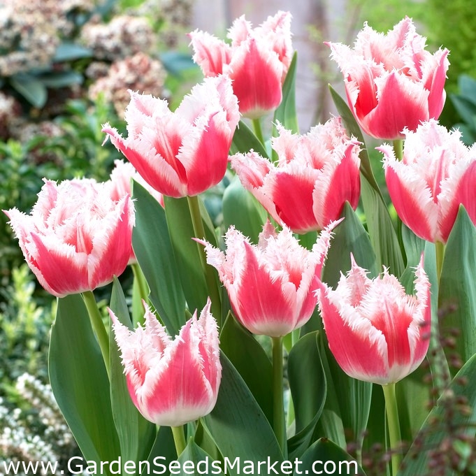 チューリップベルソング 大きなパッケージ 50個 Garden Seeds Market 送料無料 チューリップベルソング 大きなパッケージ 50個 Garden Seeds Market 送料無料