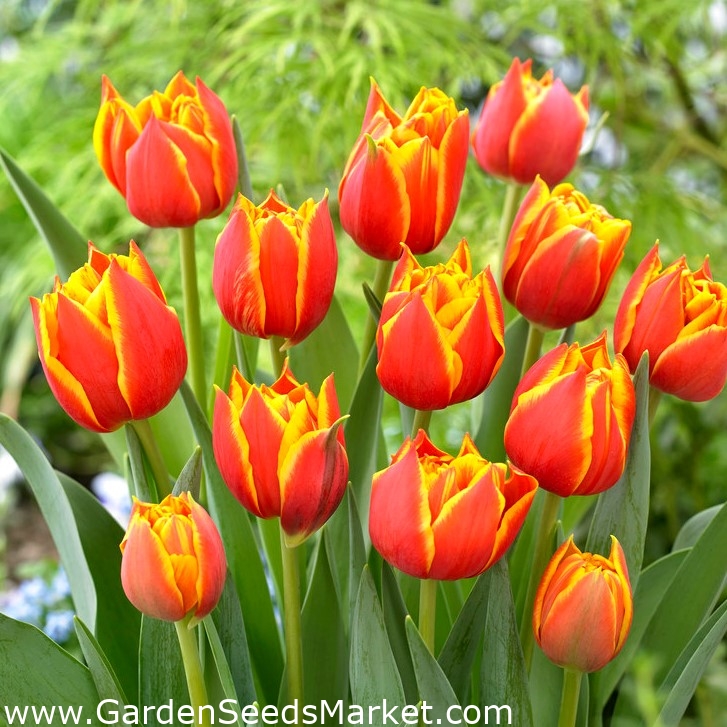 チューリップクロスファイア 大きなパッケージ 50個 Garden Seeds Market 送料無料 チューリップクロスファイア 大きなパッケージ 50個 Garden Seeds Market 送料無料