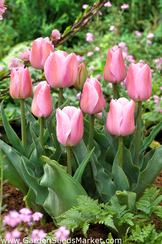 Tulip Evening Breeze - 5 ชิ้น - – Garden Seeds Market | จัดส่งฟรี