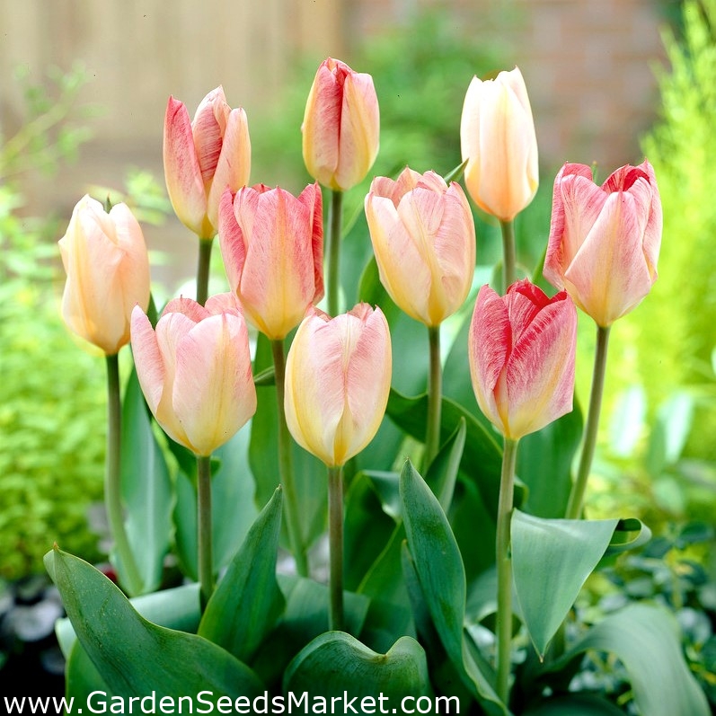 Tulip 'Flaming Purissima' - embalagem grande - 50 unidades - – Garden Seeds  Market | Frete grátis