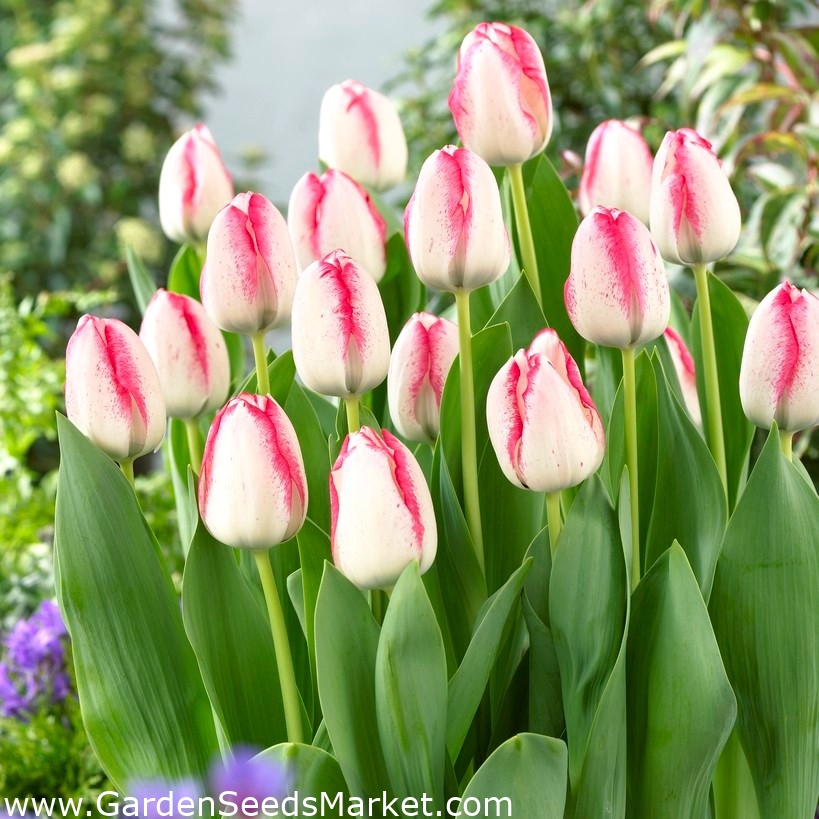 pcs　Free　Seeds　–　shipping　Garden　Market　Tulip　Playgirl