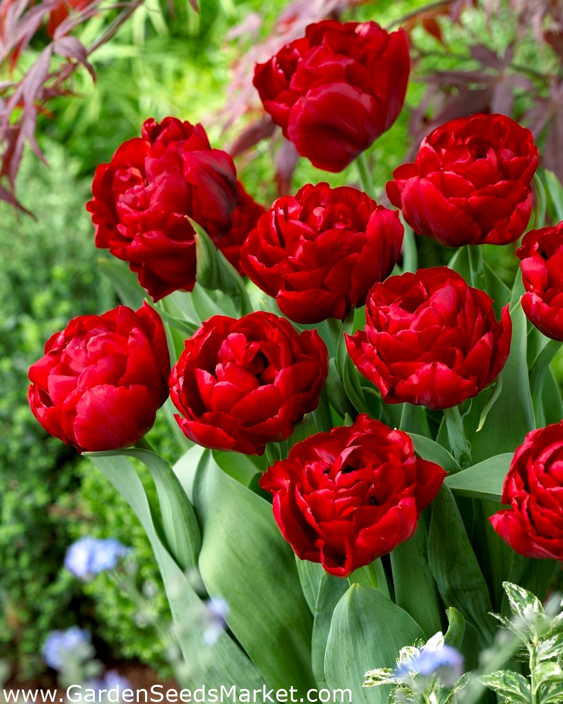 Tulip 'Red Baby Doll' pacote grande 50 unidades Garden Seeds Market Frete grátis