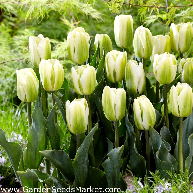 チューリップグリーンスピリット 5個 Garden Seeds Market 送料無料 チューリップグリーンスピリット 5個 Garden Seeds Market 送料無料