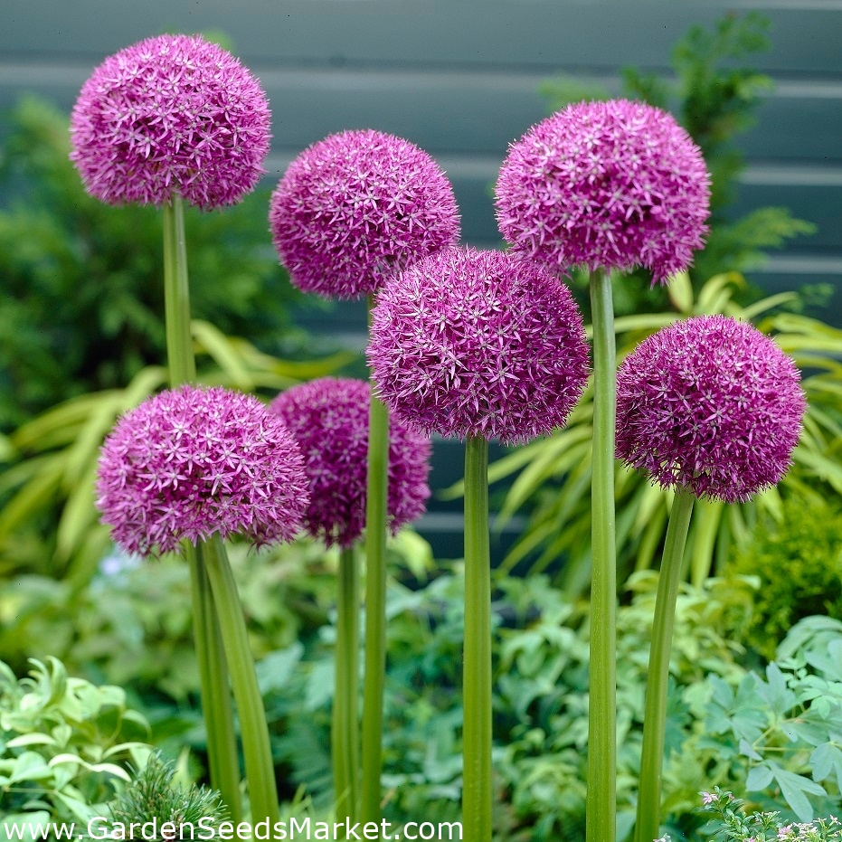 観賞用タマネギピンボールウィザード 大きなパッケージ 10個 Garden Seeds Market 送料無料