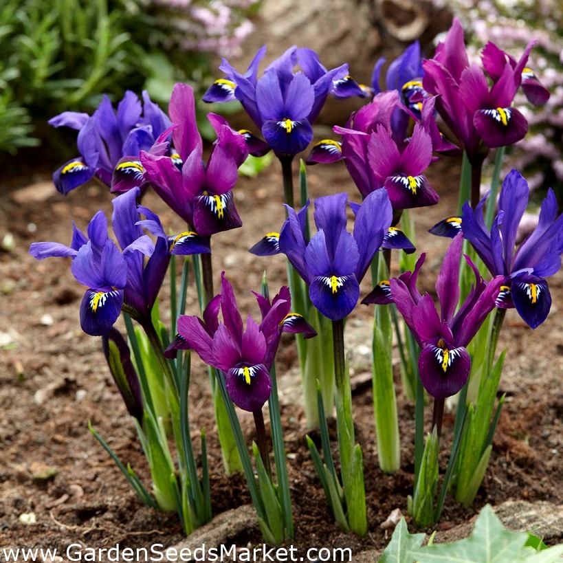 ชุด Purple Hill และ Blue Hill Iris 100 ชิ้น Garden Seeds Market