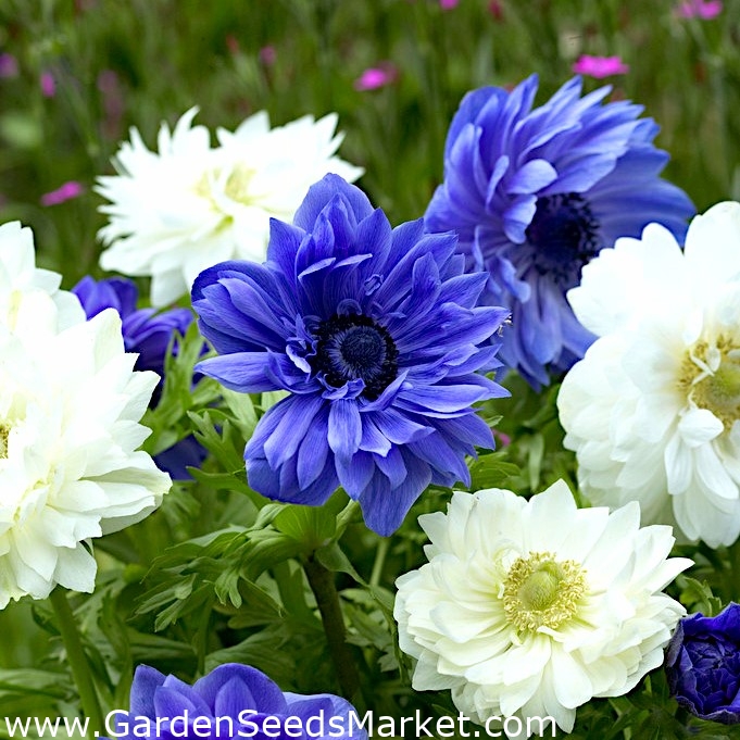 Anémona de doble flor - juego de 2 variedades de flores blancas y azules -  80 piezas - – Garden Seeds Market | Envío gratis