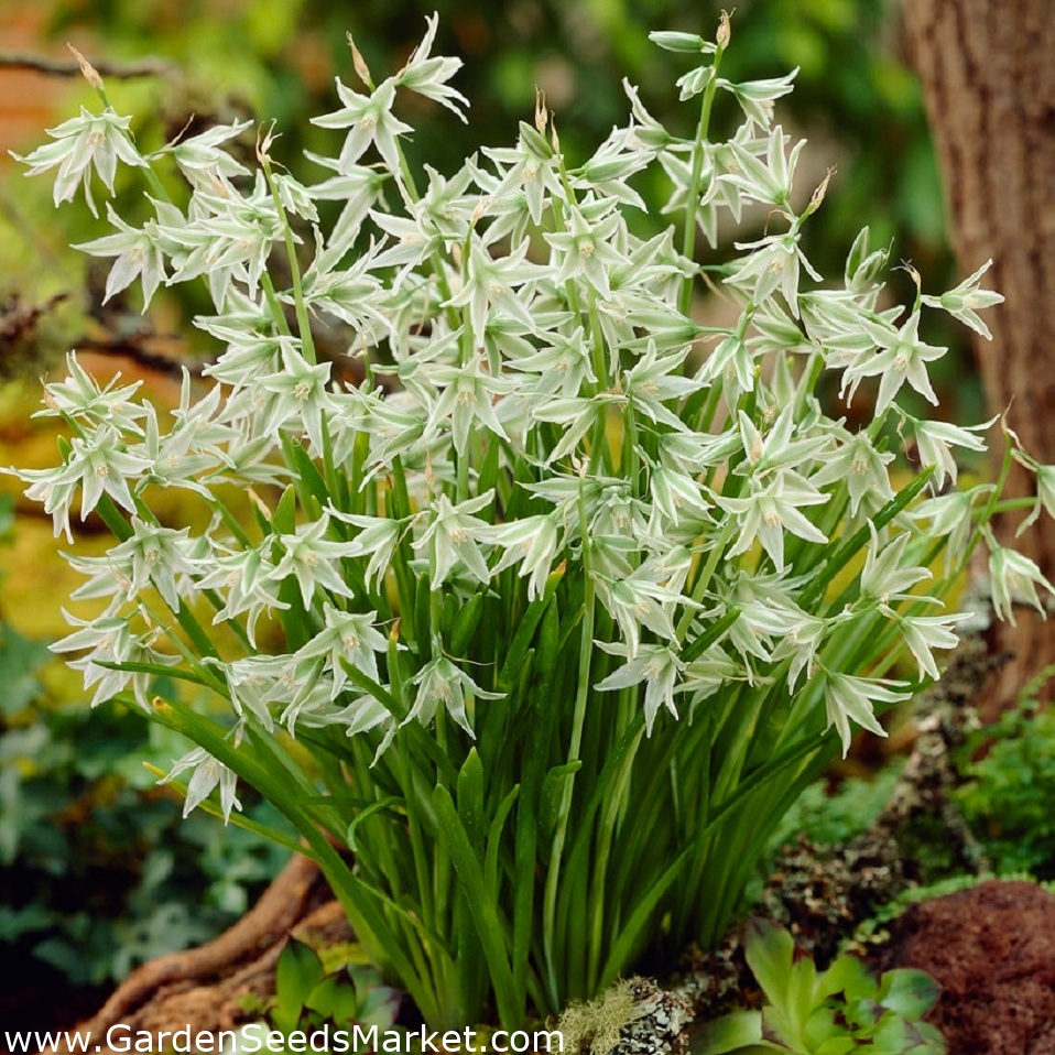 オーニソガラムスターオブベツレヘム Ornithogalumnutans 大きなパッケージ 100個 Garden Seeds Market 送料無料