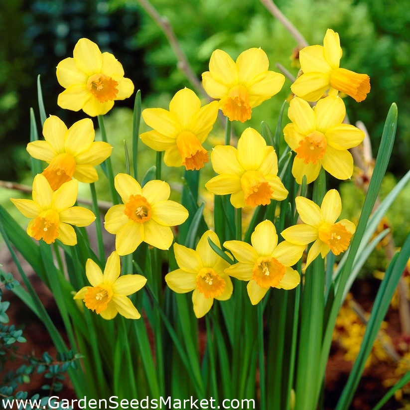 อันดับหนึ่ง 95+ ภาพพื้นหลัง ดอกนาร์ซิสซัส ความละเอียด 2k, 4k อันดับหนึ่ง 95+ ภาพพื้นหลัง ดอกนาร์ซิสซัส ความละเอียด 2k, 4k