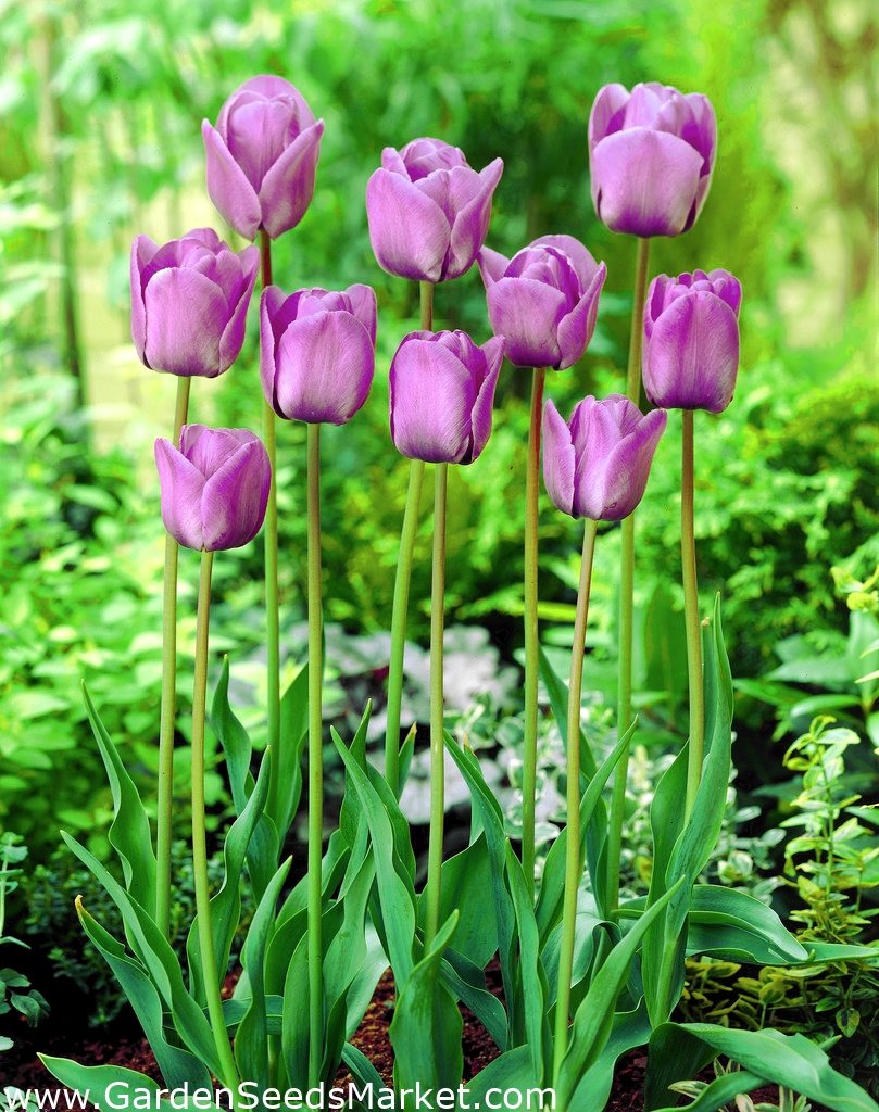 Tulip Blue Aimable large package! 50 pcs Garden Seeds Market Free shipping