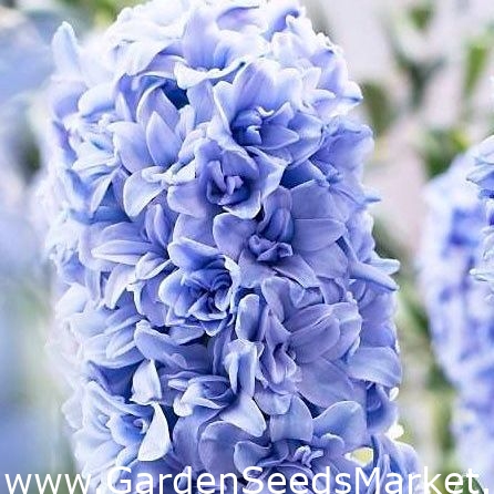 Hyacinth ‘Blue Tango’ - dobbeltblomstret - stor pakke - 30 stk – Garden