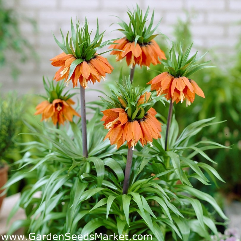 Crown Imperial - William Rex - veľké balenie! - 10 ks; cisárska fritillary,  Kaiserova koruna - – Garden Seeds Market | Doprava zdarma