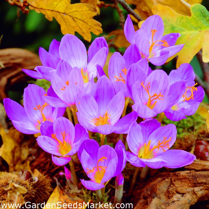 Jesenski crocus Speciosus - veliko pakiranje! - 100 kom; livadski šafran,  gole dame - – Garden Seeds Market | Besplatna dostava