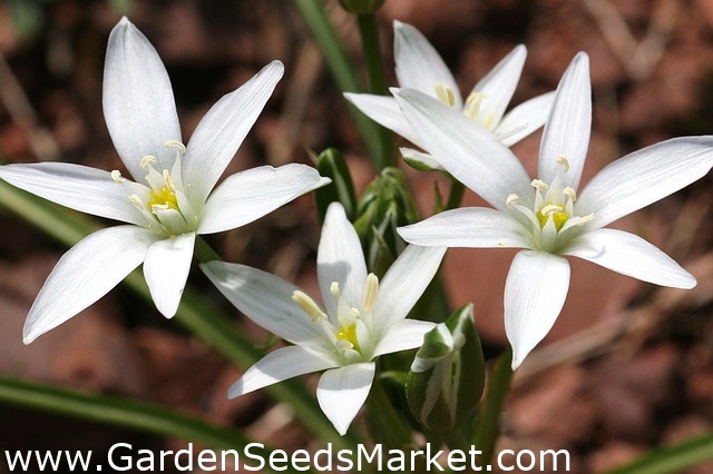 ガーデンスターオブベツレヘム 大きなパッケージ 100個 草ユリ 昼寝 11時の女性 Garden Seeds Market 送料無料