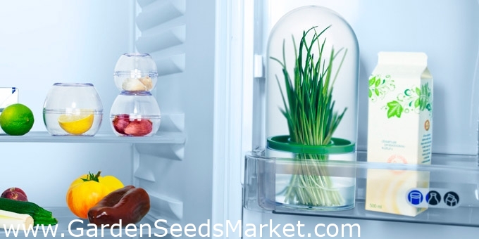 Zāļu uzglabāšanas trauks - SENSE - – Garden Seeds Market | Bezmaksas  sūtīšana