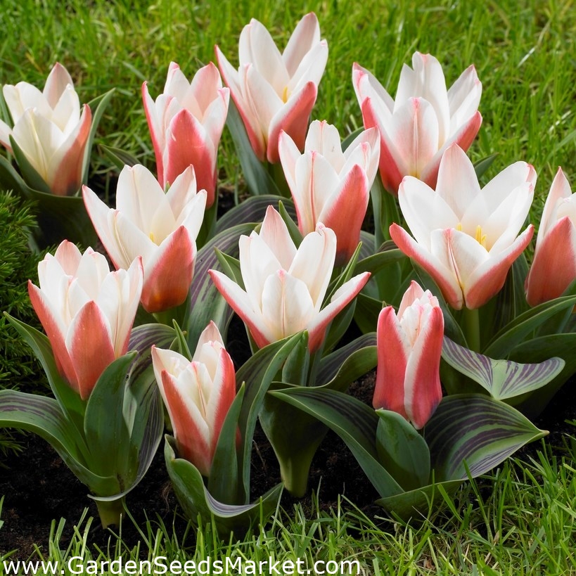 Tulip 'Heart's Delight' large package 50 pcs Garden Seeds Market