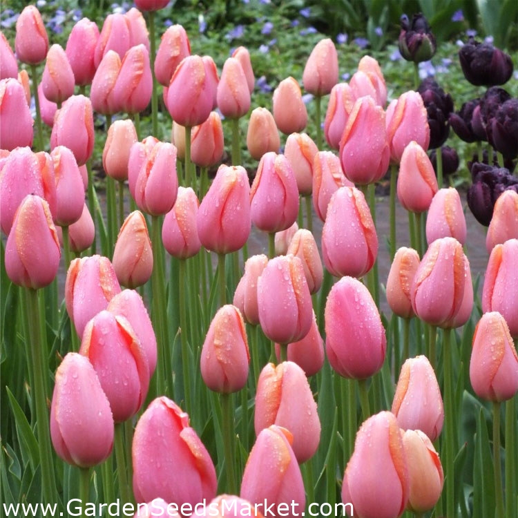 Tulip 'Menton' large package 50 pcs Garden Seeds Market Free