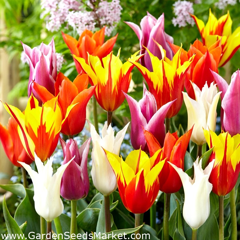 Tulipanes con flores de lirio - mezcla de variedad de colores - 60 piezas -  – Garden Seeds Market | Envío gratis