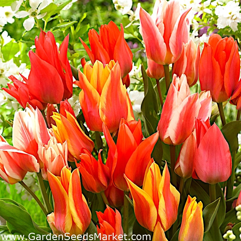 Canada mix - Juego de 3 variedades de tulipanes - 45 piezas - – Garden  Seeds Market | Envío gratis