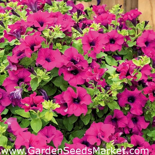 Petunia de flores moradas - – Garden Seeds Market | Envío gratis
