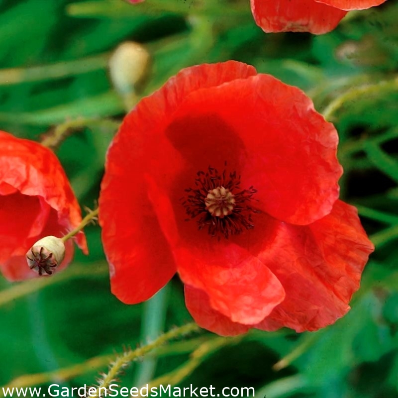 赤いポピー 古典的な品種 Garden Seeds Market 送料無料