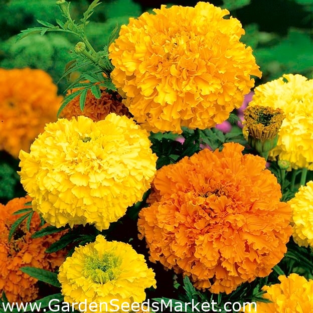 Mexican marigold "Colando" low growing variety; Aztec marigold