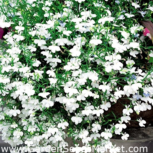Lobelia finale a fiore bianco - – Garden Seeds Market | Spedizione gratuita