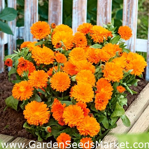 低成長のポットマリーゴールド オレンジ色の花 ラドル キンセンカ スコッチマリーゴールド Garden Seeds Market 送料無料