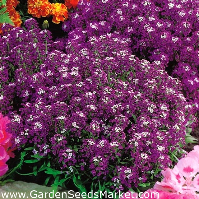 Sweet alyssum - flores de color púrpura oscuro; dulce alison - – Garden  Seeds Market | Envío gratis